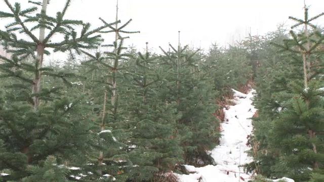 Se lucrează intens în atelierele de artizani care vor trimite globuri pentru brazi din toată Europa. Ce preț vor avea brazii