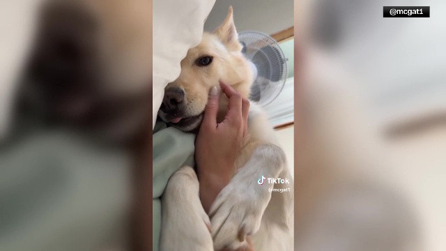 Un câine a ajuns de urgență la veterinar după ce a băut ”tărie” și s-a îmbătat