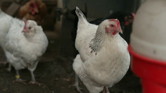 „Dacă ești găină, nu-ți poți imagina o vacanță mai plăcută”. Servicii de top într-un hotel pentru păsări din Marea Britanie