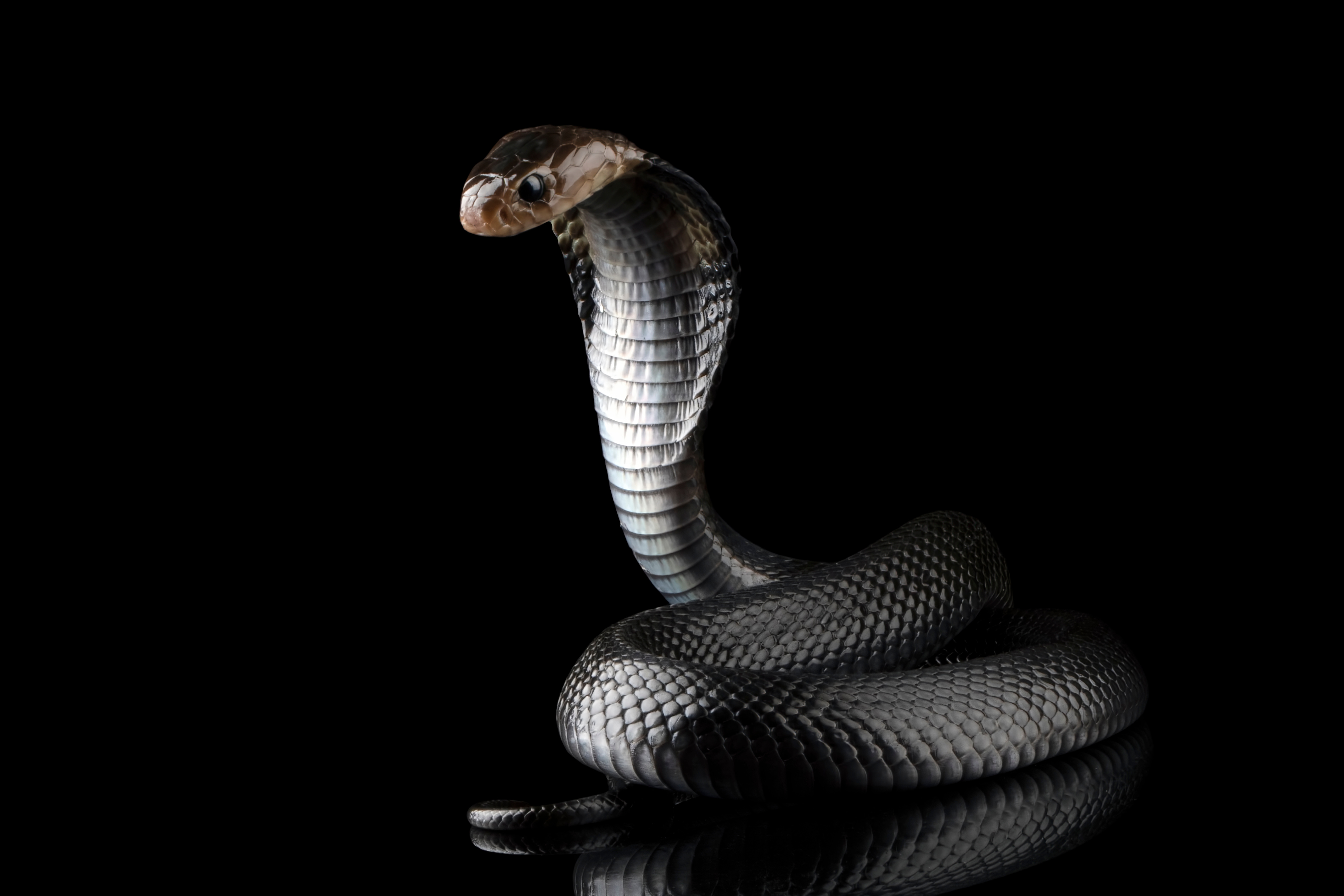 Un bărbat și-a ucis soția și fiica de 2 ani eliberând o cobră în camera în care acestea dormeau