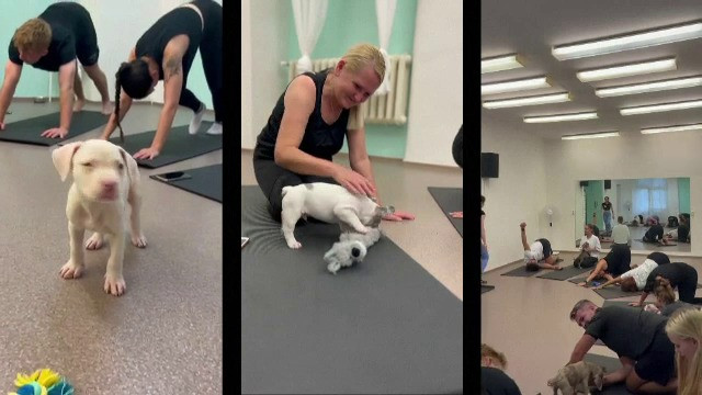 Adopția devine simplă la Praga. Poți lua acasă un cățeluș chiar de la cursurile de yoga