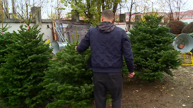 Românii au ieșit deja să-și ia brazi pentru Crăciun. Cât costă anul acesta un pom de sărbători