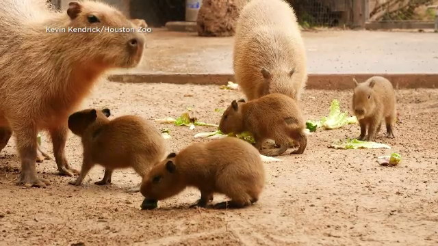 O femelă capibara a adus pe lume patru pui la o grădină zoologică din Texas. Toți au primit nume de gustări