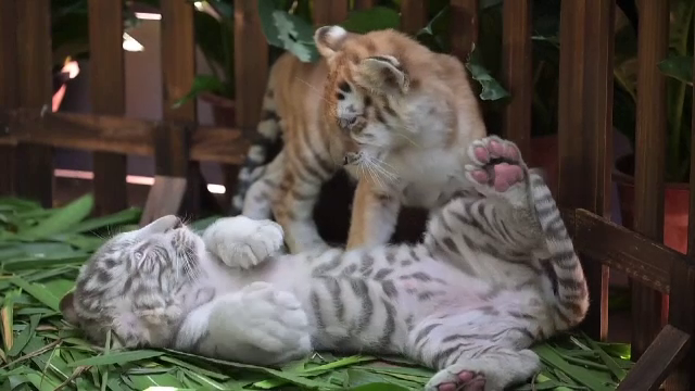 Eveniment special într-un parc natural din China. Trei pui de tigru au fost prezentați publicului