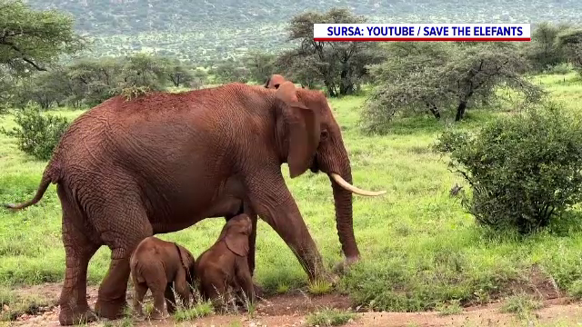 Caz extrem de rar la o rezervație naturală din Kenia. O femelă elefant a adus pe lume gemeni