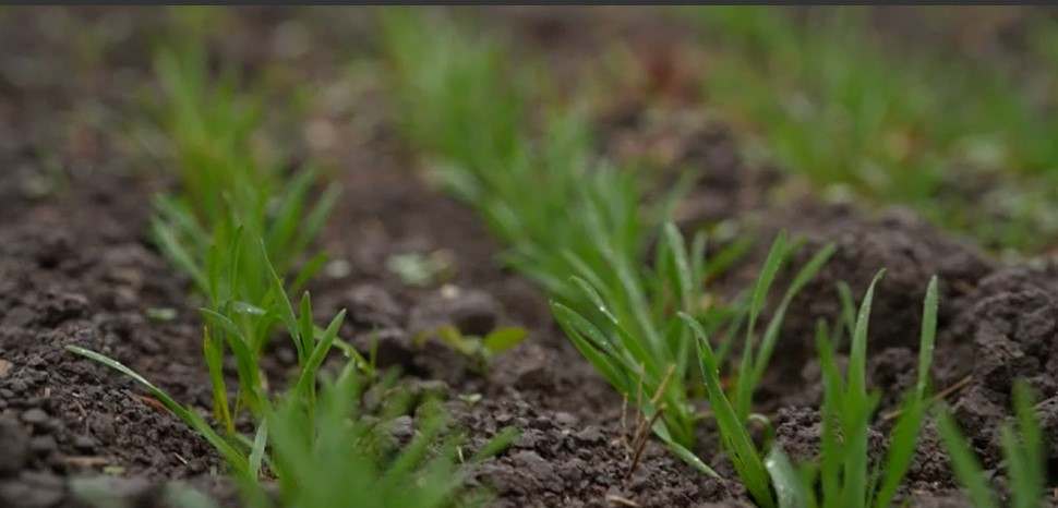 Vremea ține cu România. Ploile din noiembrie au salvat recoltele de grâu și de rapiță