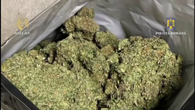 Aproape 18 kg de cannabis au fost ridicate de la o grupare din Hunedoara, care ar fi vândut droguri minorilor