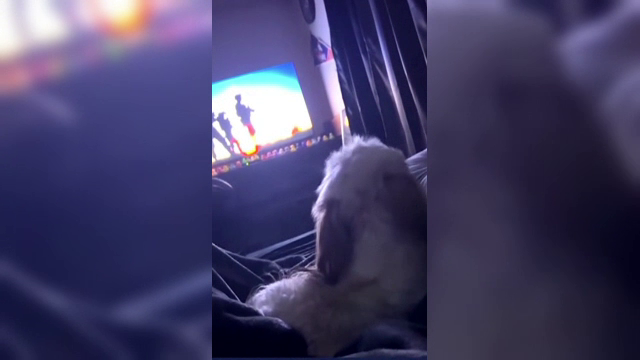 Cățelul patriot din SUA care începe să cânte atunci când aude imnul național. S-a născut pe 4 iulie