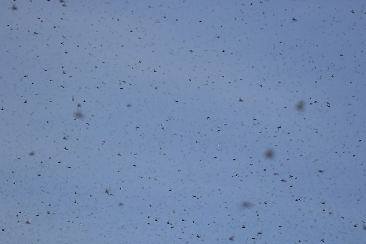 "Sfârșitul lumii!". O regiune din Mexic se confruntă cu o invazie de lăcuste de proporții biblice, ca pe vremea lui Moise