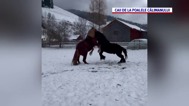 Doi cai au fost surprinși în timp ce se hârjoneau în zăpadă, în apropierea Munţilor Călimani. Imaginile au devenit virale