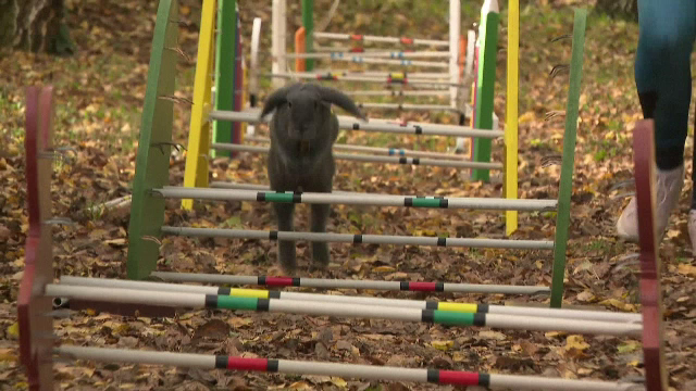 O studentă crește iepuri de curse: ”Aceștia sunt copiii mei”. Abia mă țin după ei”