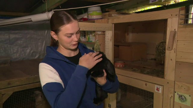 Poveste neobișnuită. O studentă din Slovacia crește iepurași pentru curse cu obstacole și concursuri de sărituri