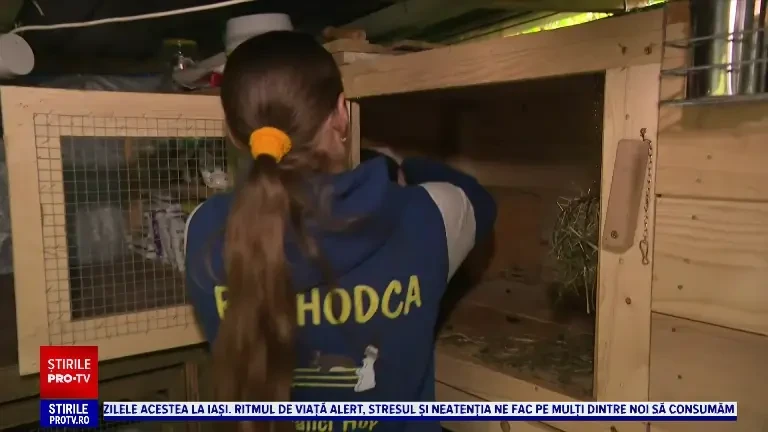 O studentă crește iepuri de curse: ”Aceștia sunt copiii mei”. Abia mă țin după ei”