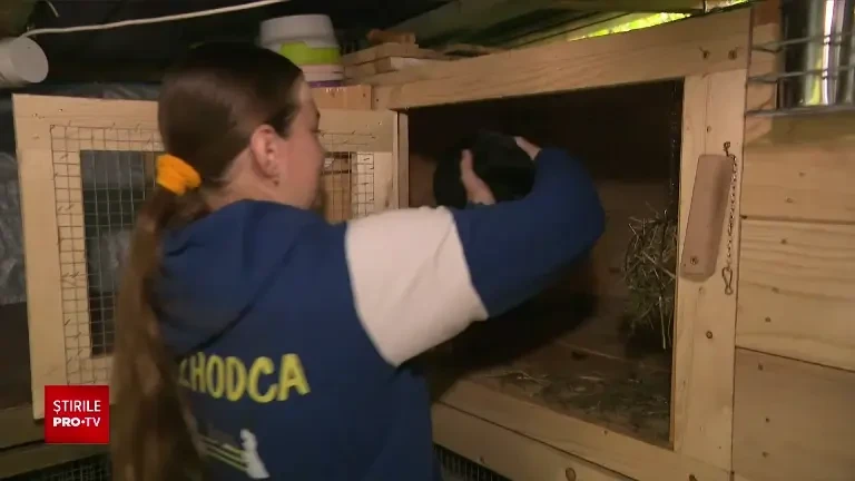 Poveste neobișnuită. O studentă din Slovacia crește iepurași pentru curse cu obstacole și concursuri de sărituri