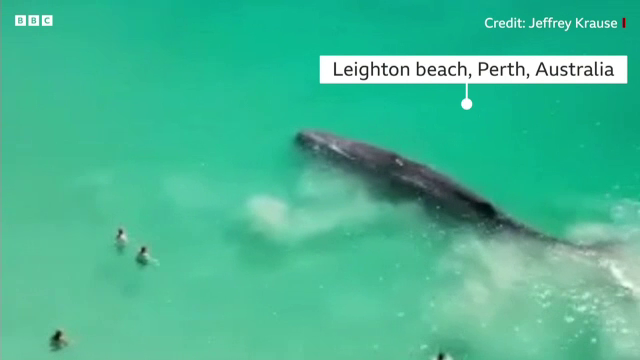 O balenă cu cocoașă s-a apropiat de uscat, pe o plajă din Australia. Salvamarii le-au cerut oamenilor să vină la mal