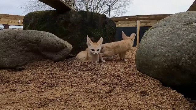Două vulpi de deșert au primit o casă nouă, într-o rezervație naturală din Marea Britanie