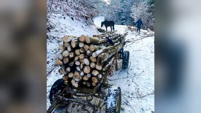 Șapte bărbaţi din Bacău au fost prinși de jandarmi la furat de lemne și s-au ales cu amenzi usturătoare