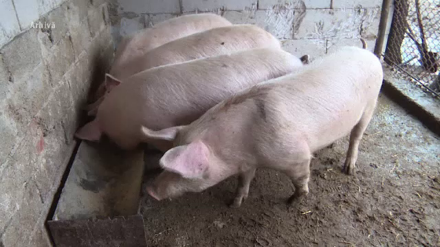 Porcii românești crescuți în gospodărie devin o raritate. „Legea este foarte drastică. Țăranul nu îi mai poate vinde”