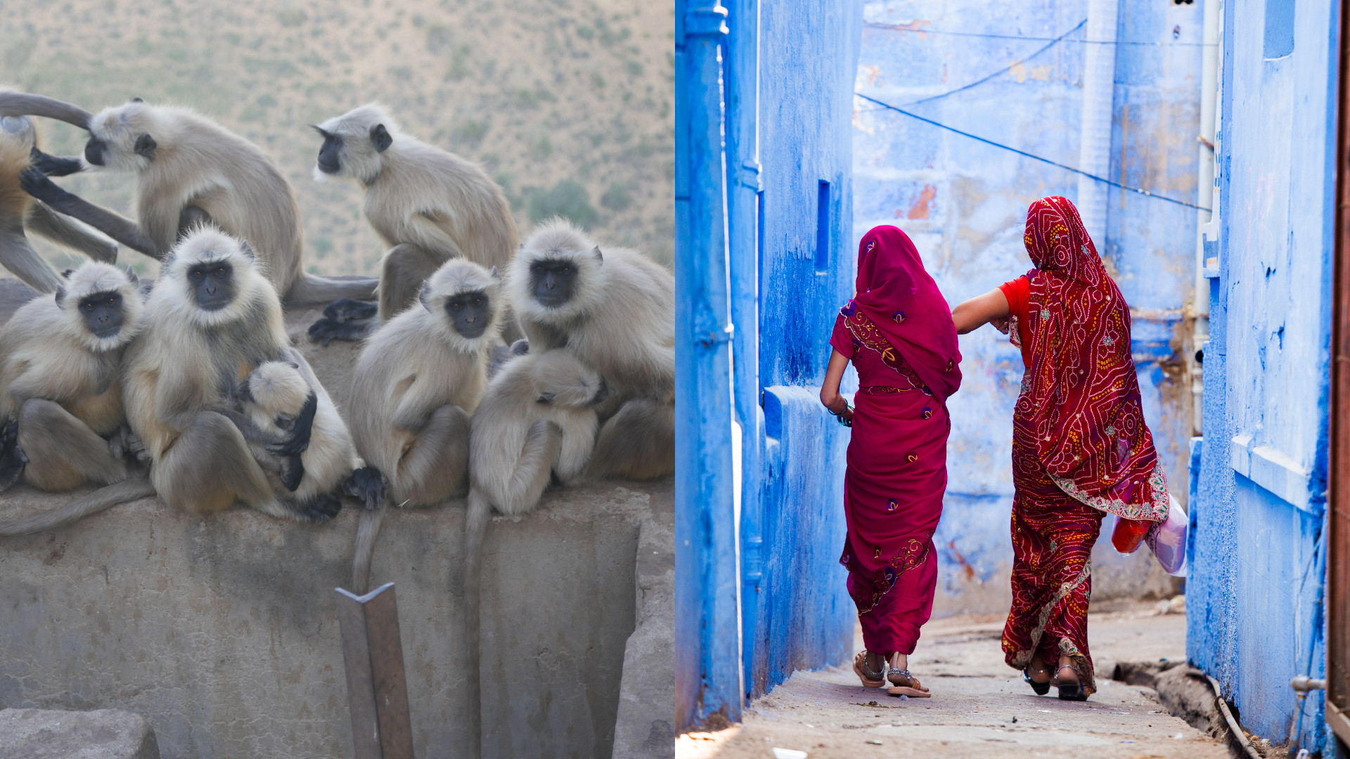 O fetiță de șase ani a căzut de pe un acoperiș și a murit după ce a fost fugărită de o bandă de maimuțe