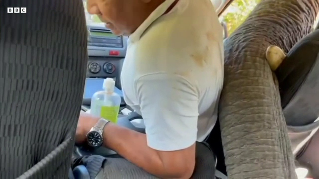 Vacanță surpriză în Sri Lanka. Un elefant s-a repezit asupra unei mașini și a spart o fereastră