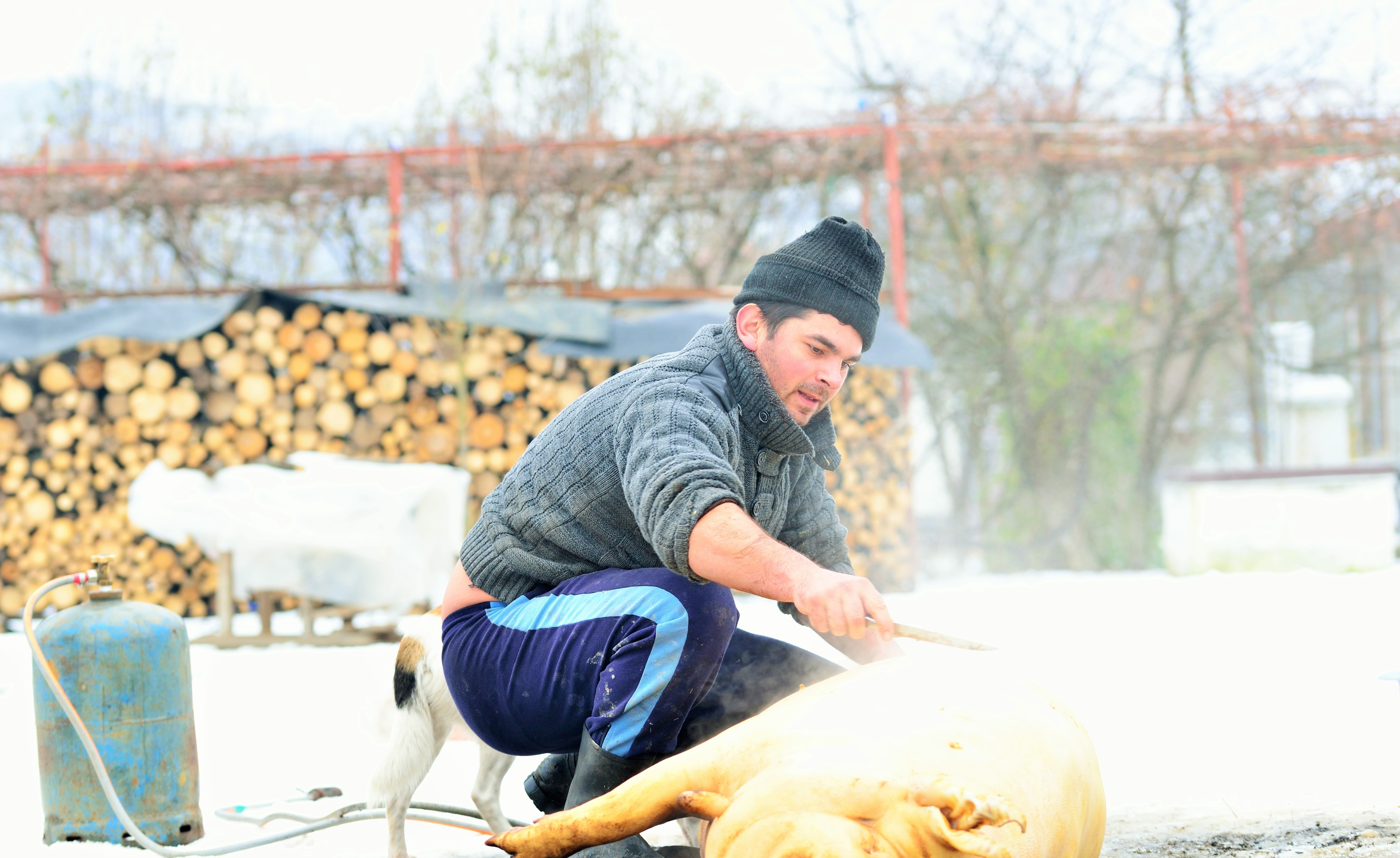 Când este Ignatul. Tradiții și obiceiuri în ziua în care sunt sacrificați porcii de Crăciun