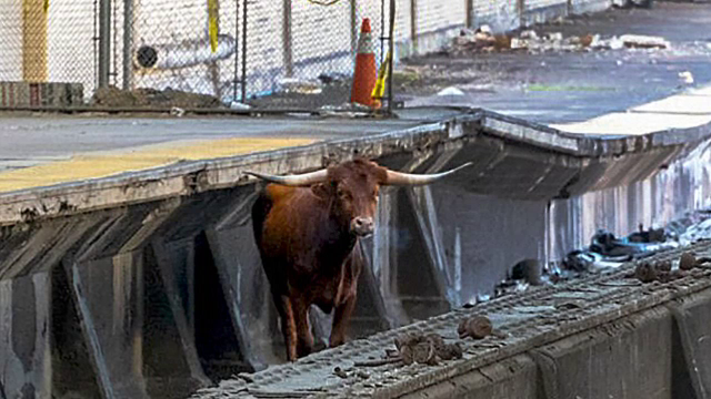 Un taur apărut din senin într-o gară din SUA a dat traficul feroviar peste cap. Ce s-a întâmplat