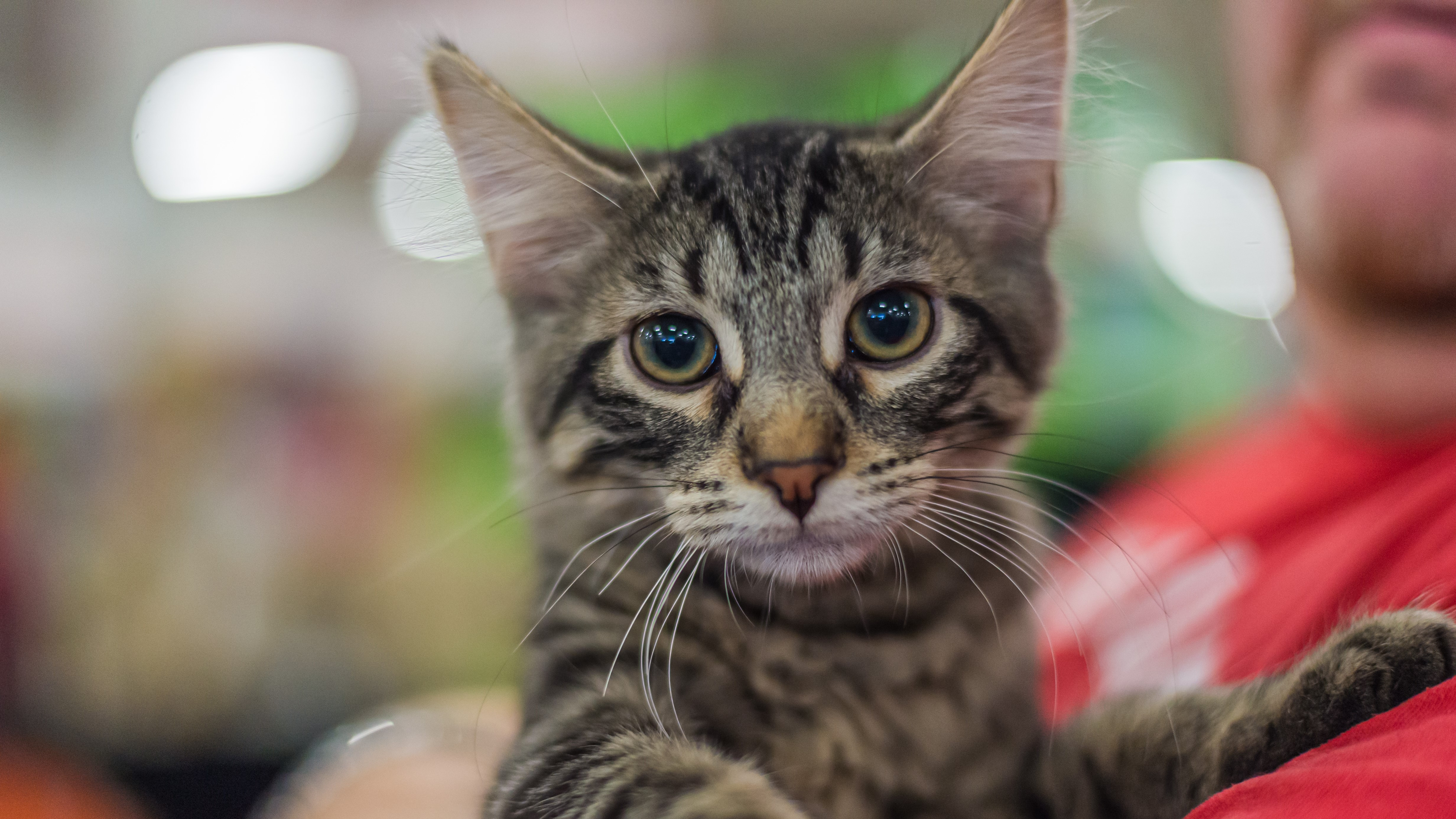 Așa mamă, așa fiu - Cum și-a influențat o actriță bulgară fiul să ajute animalele fără stăpân