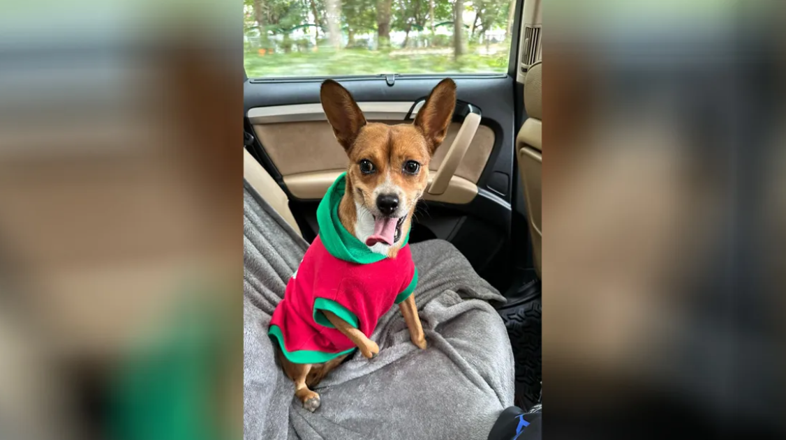 Povestea impresionantă a lui Chloe, cățelușa găsită cu lăbuțele tăiate. De Crăciun va primi ghete speciale