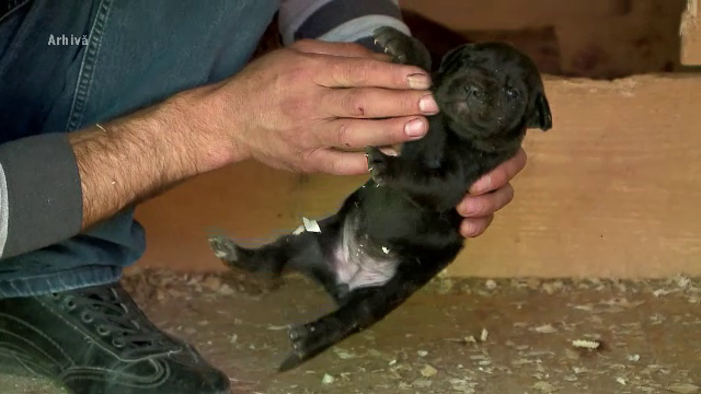 Un tânăr din București, arestat preventiv după ce a ucis un pui de câine. Incidentul a avut loc în Gara Basarab