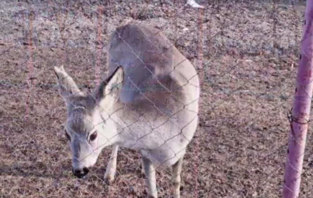 Bărbat din Bacău, prins cu două căprioare în grădină. Le-a luat de pui să le îngrijească, așa că a scăpat de amendă