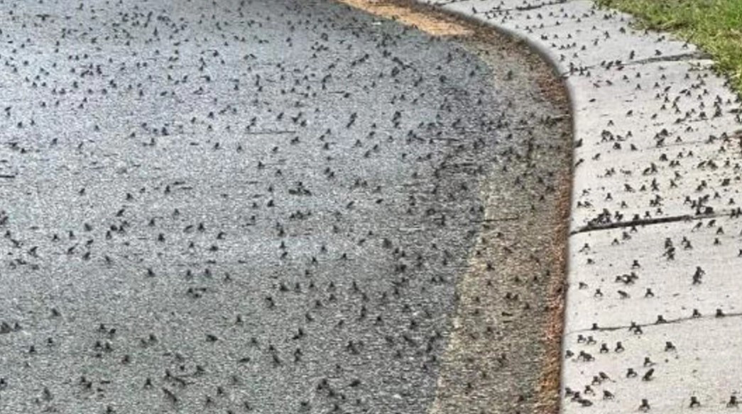 Creaturile care au invadat un oraș întreg. Au apărut cu miile pe străzi. "Nu voi mai putea merge afară"