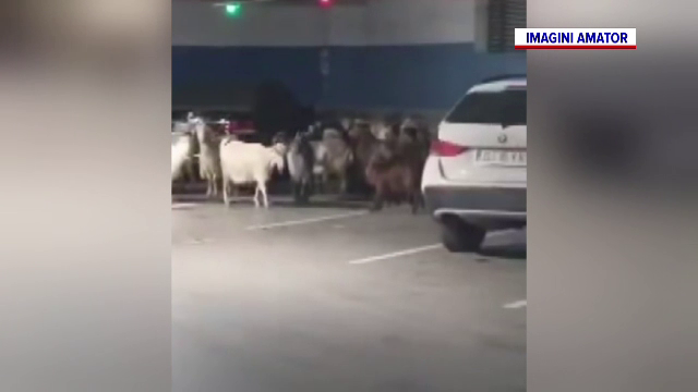 O turmă de capre a ajuns într-un mall din Târgu Jiu. Din cauza ceții au ajuns în subsol
