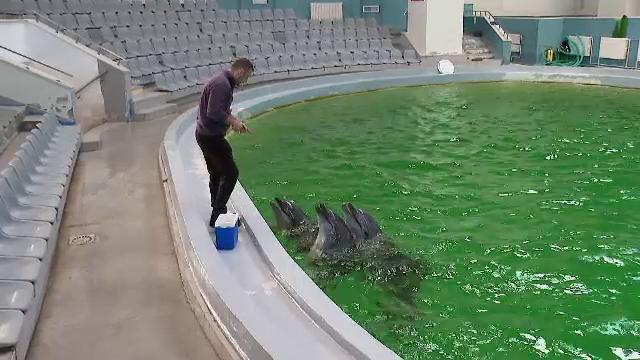 Cum se pregătesc de iarnă cei șase delfini de la parcul acvatic din Constanța. Au un meniu special pentru iarnă