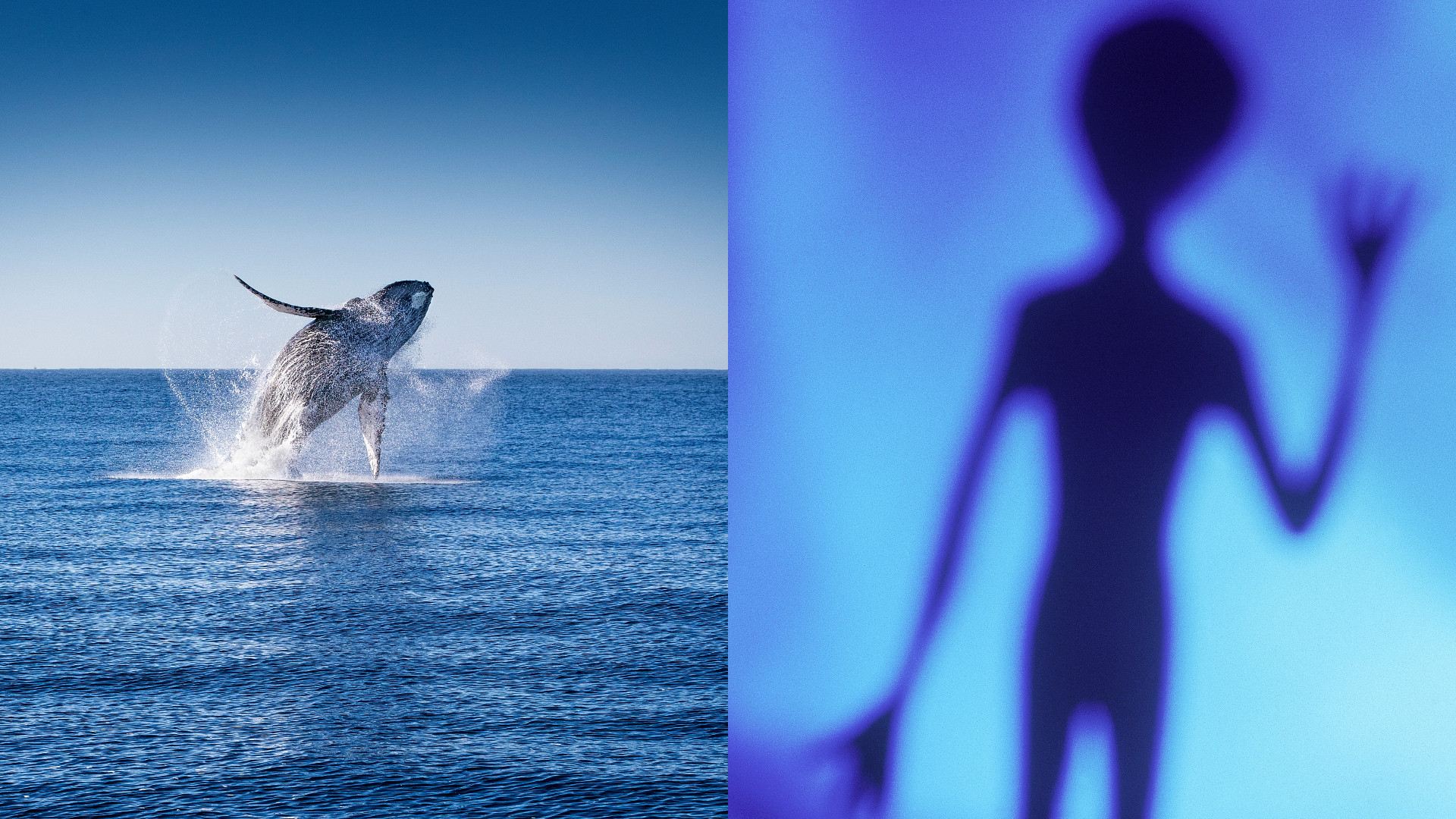 Conversație revoluționară între o balenă cu cocoașă și oameni de știință. Ce au descoperit în legătură cu extratereștri