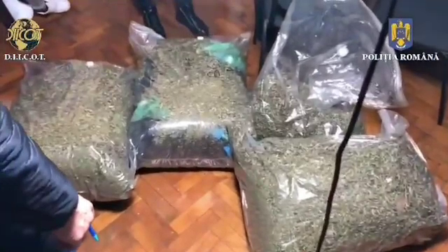 Peste 50 de kilograme de canabis, capturate de procurorii DIICOT Maramureș. Trei suspecți au fost arestați pentru 30 de zile