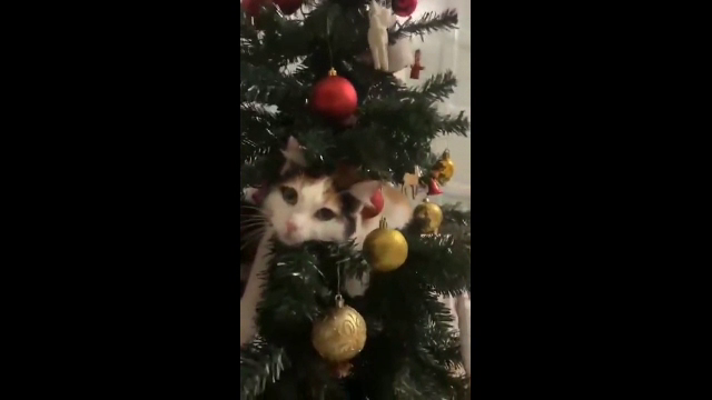 Ponturi pentru cei care vor să-și țină pisica departe de bradul de Crăciun