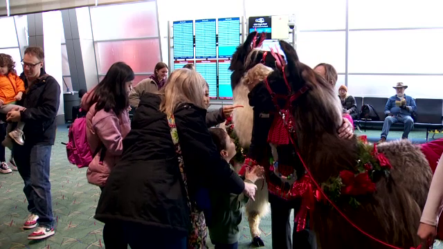 Soluția antistres a unui aeroport: îmbrățișează o lamă