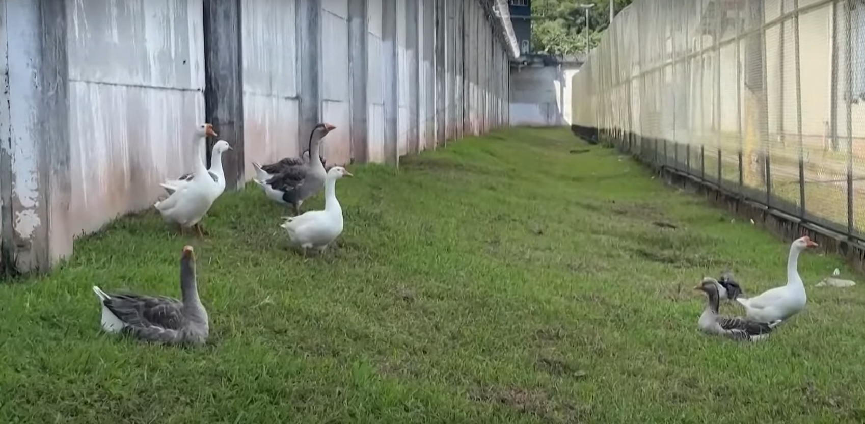 O închisoare din Brazilia este păzită de un cârd de gâște. Gâscanul Piu-Piu s-a dovedit a fi cel mai bun paznic VIDEO