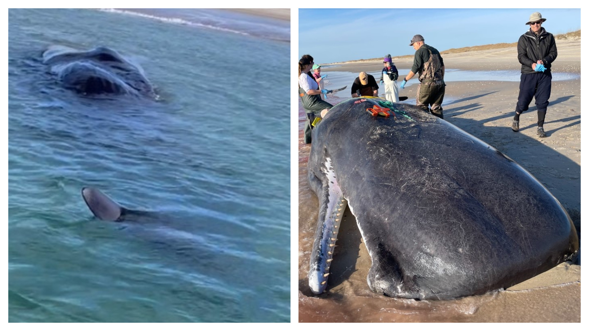 O creatură marină de 16 tone a fost găsită moartă de câțiva pescari. A fost declanșată o anchetă