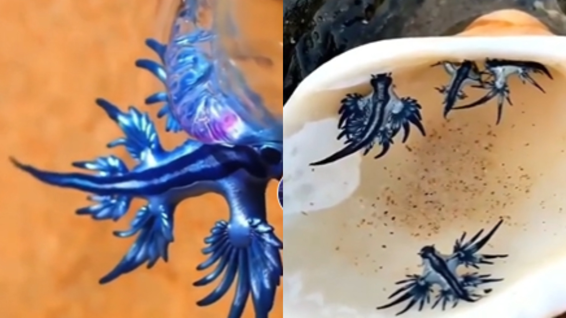 Creaturile misterioase care au ajuns întâmplător pe o plajă. Au fost emise avertismente de siguranță către localnici