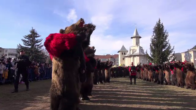 Vestitele cete de urși din Moldova au făcut spectacol în Comănești. Turiști străini au venit special să-i vadă
