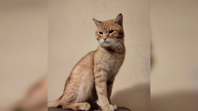 Portocală, un motan de 5 ani din Iași, a murit pur și simplu de spaimă din cauza petardelor de Revelion