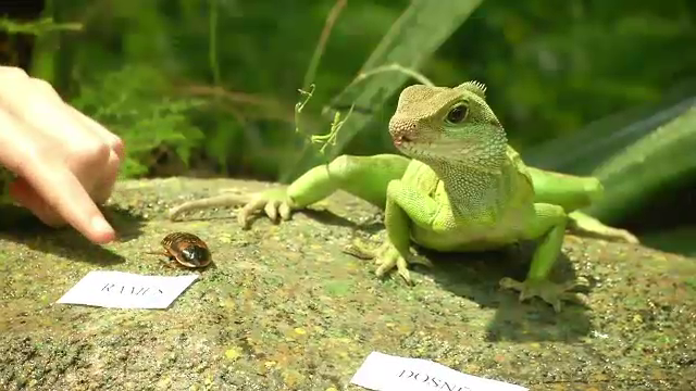 Zodiac chinezesc 2024. Este anul Dragonului de Lemn. Cum ar putea fi următoarele 12 luni
