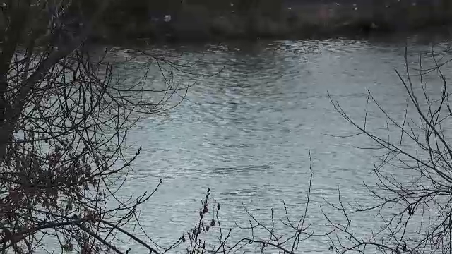 Bărbat salvat de poliţişti după ce s-a aruncat în râul Mureş. Ce l-a supărat de a vrut să-și pună capăt zilelor