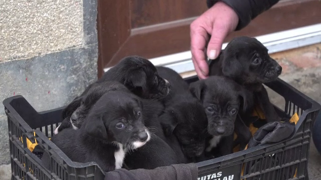 Cuplu căutat de poliție după ce a abandonat nouă căței în fața unui magazin din Brașov. ”Ce fel de om o fi ăsta?”