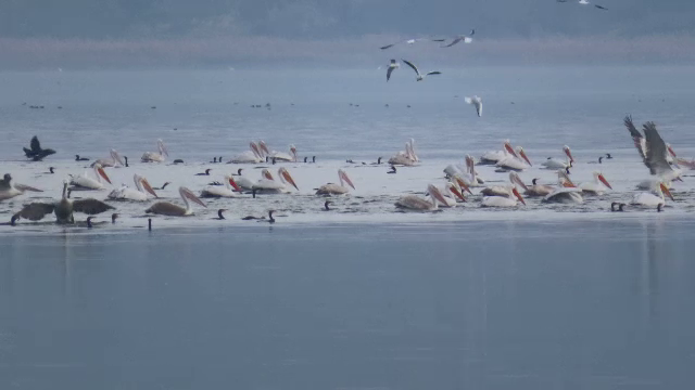 „Avem în toată Europa colonii de berze care nu mai pleacă.” De ce nu mai migrează păsările călătoare spre țările calde