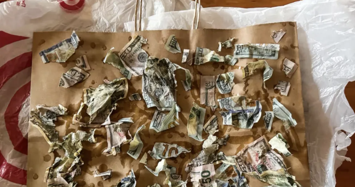 Un câine a devenit viral după ce a mâncat bancnote de 4.000 de dolari. Cum au reușit stăpânii săi să recupereze suma. FOTO