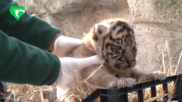 Un pui de tigru Sumatra a venit pe lume înainte de Anul Nou, la grădina zoologică din Roma