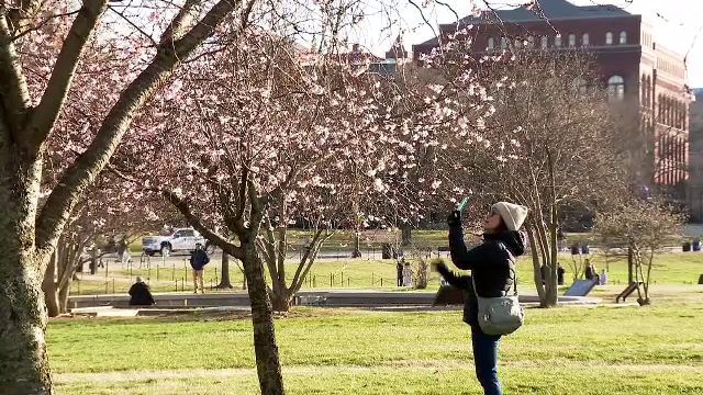 Cireșii din Washington au înflorit cu trei luni mai devreme. Spectacol extraordinar în capitala americană