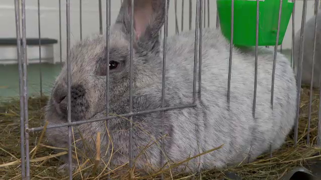 „Sunt niște animale foarte frumoase”. Iepuri, găini și porumbei de rasă din cinci județe, într-o expoziție în Bistrița Năsăud